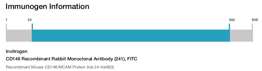 CD146 Recombinant Rabbit Monoclonal Antibody (241), FITC