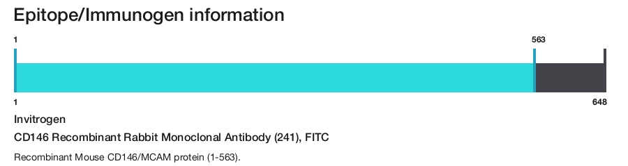 CD146 Recombinant Rabbit Monoclonal Antibody (241), FITC