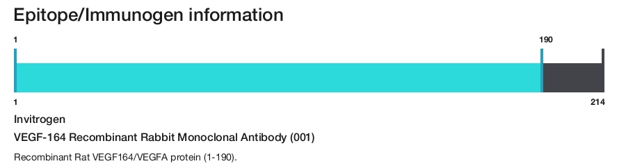 VEGF-164 Recombinant Rabbit Monoclonal Antibody (001)