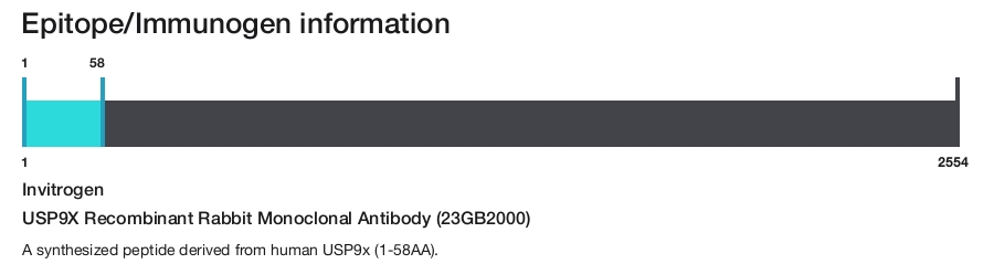 USP9X Recombinant Rabbit Monoclonal Antibody (23GB2000)