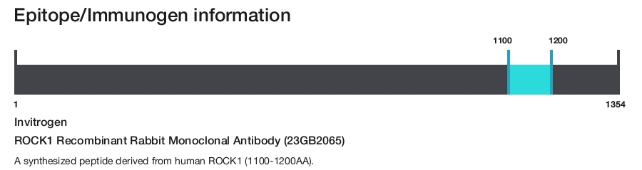 ROCK1 Recombinant Rabbit Monoclonal Antibody (23GB2065)