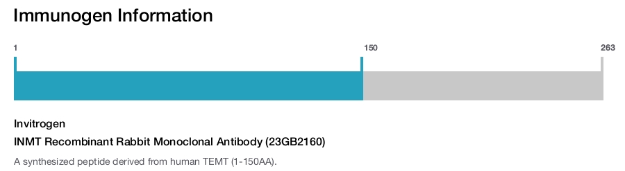 INMT Recombinant Rabbit Monoclonal Antibody (23GB2160)