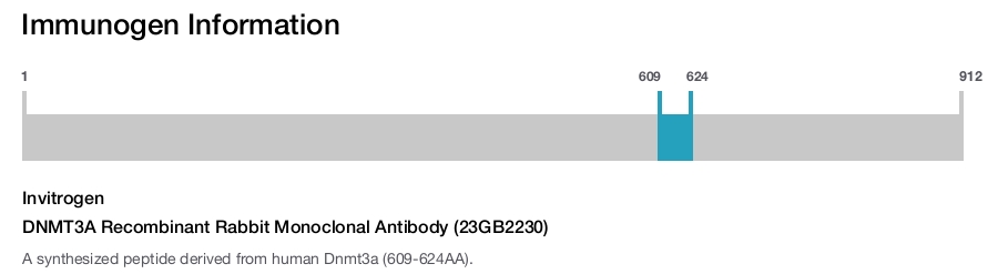 DNMT3A Recombinant Rabbit Monoclonal Antibody (23GB2230)