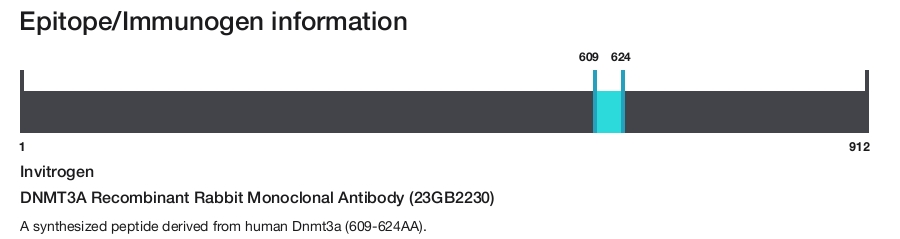 DNMT3A Recombinant Rabbit Monoclonal Antibody (23GB2230)