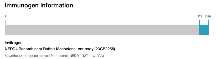 NEDD4 Recombinant Rabbit Monoclonal Antibody (23GB2255)