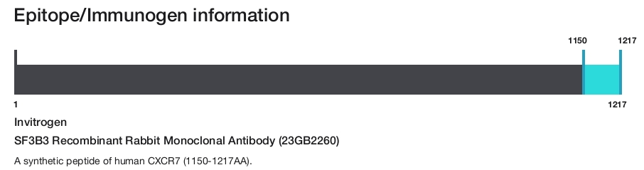 SF3B3 Recombinant Rabbit Monoclonal Antibody (23GB2260)
