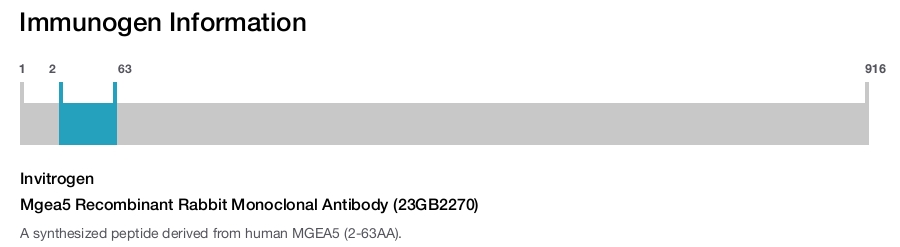 Mgea5 Recombinant Rabbit Monoclonal Antibody (23GB2270)