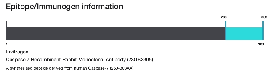 Caspase 7 Recombinant Rabbit Monoclonal Antibody (23GB2305)