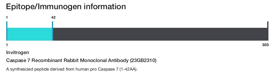 Caspase 7 Recombinant Rabbit Monoclonal Antibody (23GB2310)