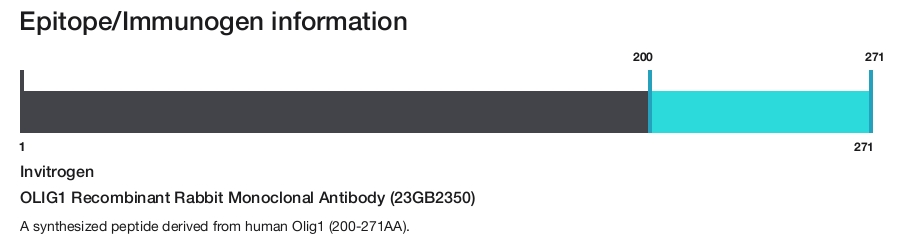 OLIG1 Recombinant Rabbit Monoclonal Antibody (23GB2350)