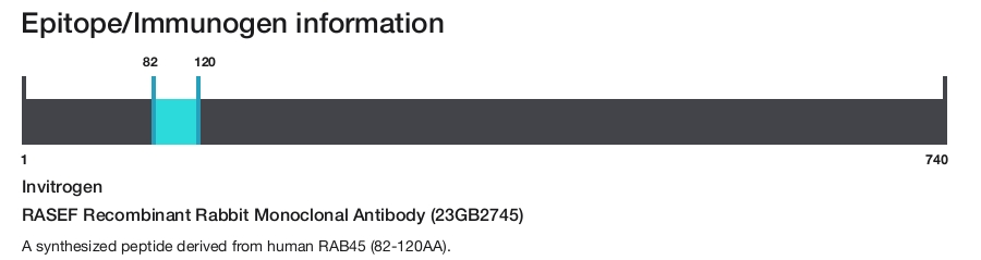 RASEF Recombinant Rabbit Monoclonal Antibody (23GB2745)