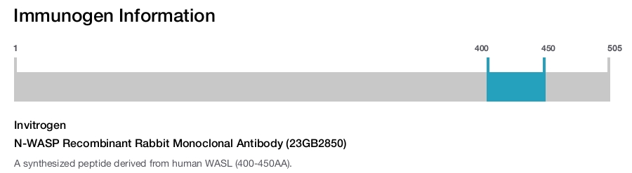 N-WASP Recombinant Rabbit Monoclonal Antibody (23GB2850)