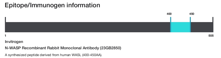 N-WASP Recombinant Rabbit Monoclonal Antibody (23GB2850)