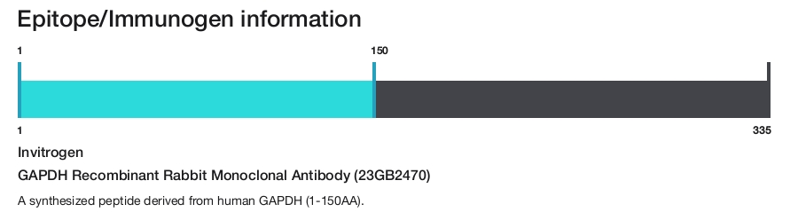 GAPDH Recombinant Rabbit Monoclonal Antibody (23GB2470)