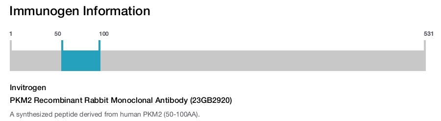 PKM2 Recombinant Rabbit Monoclonal Antibody (23GB2920)