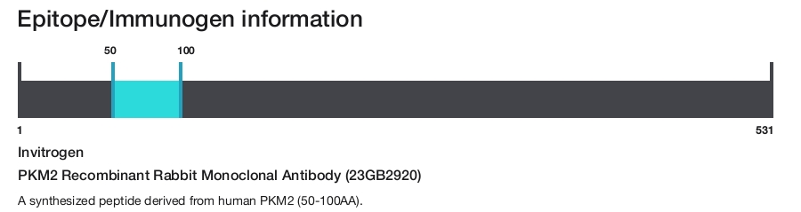 PKM2 Recombinant Rabbit Monoclonal Antibody (23GB2920)