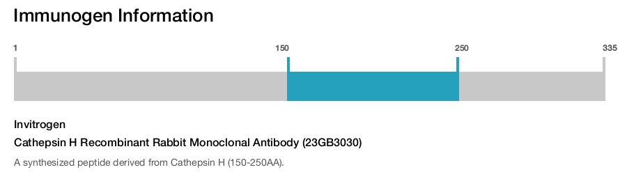 Cathepsin H Recombinant Rabbit Monoclonal Antibody (23GB3030)