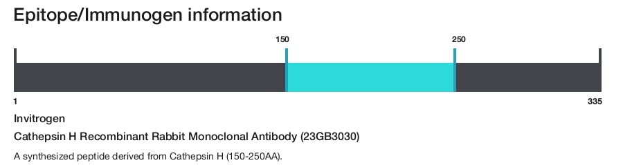 Cathepsin H Recombinant Rabbit Monoclonal Antibody (23GB3030)