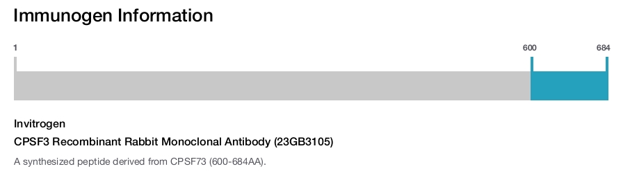 CPSF3 Recombinant Rabbit Monoclonal Antibody (23GB3105)
