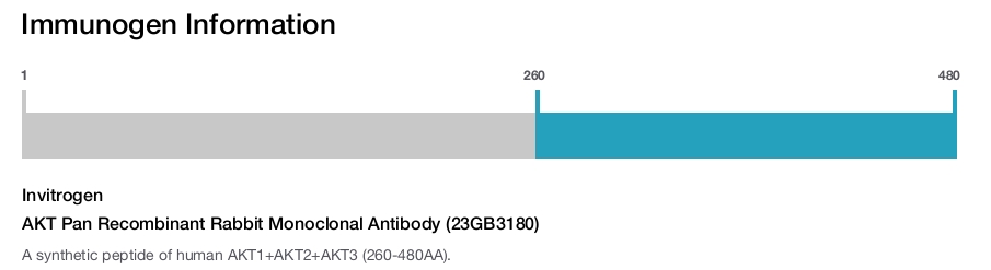 AKT Pan Recombinant Rabbit Monoclonal Antibody (23GB3180)