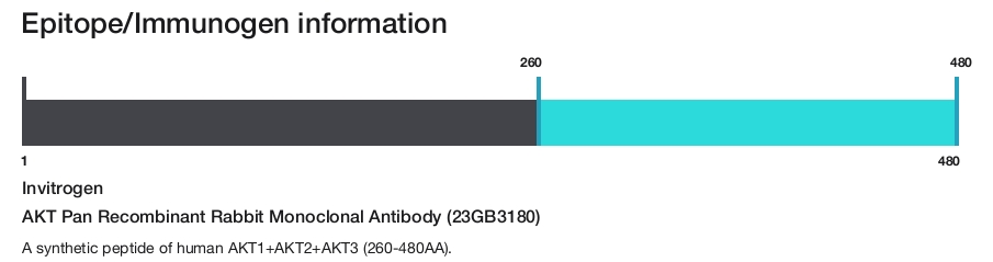 AKT Pan Recombinant Rabbit Monoclonal Antibody (23GB3180)