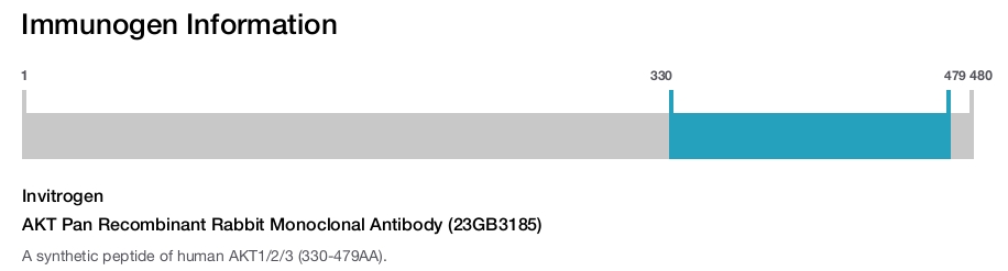 AKT Pan Recombinant Rabbit Monoclonal Antibody (23GB3185)