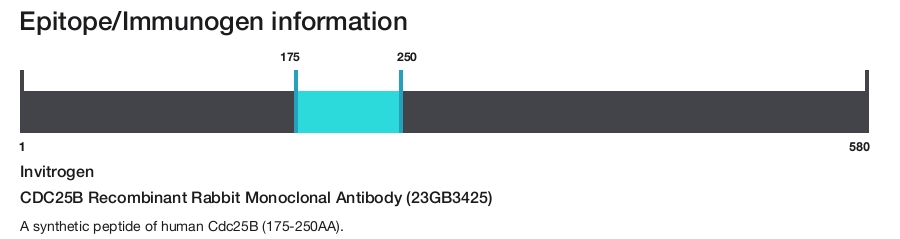 CDC25B Recombinant Rabbit Monoclonal Antibody (23GB3425)