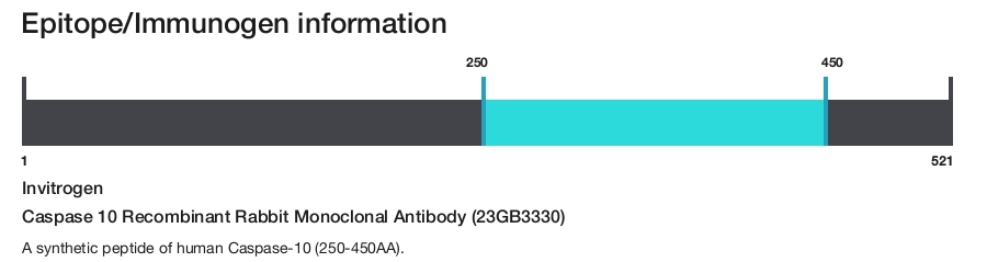 Caspase 10 Recombinant Rabbit Monoclonal Antibody (23GB3330)