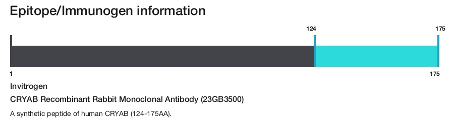 CRYAB Recombinant Rabbit Monoclonal Antibody (23GB3500)