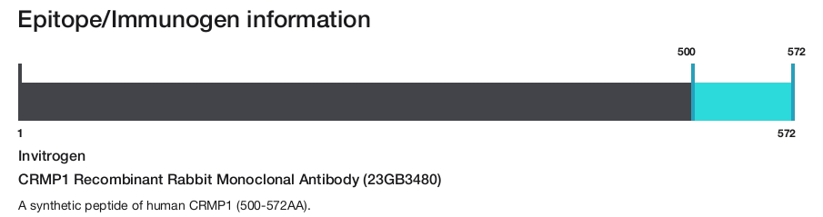 CRMP1 Recombinant Rabbit Monoclonal Antibody (23GB3480)