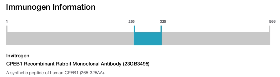 CPEB1 Recombinant Rabbit Monoclonal Antibody (23GB3495)