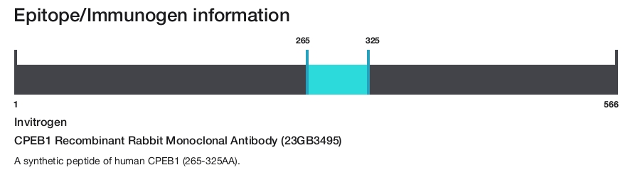 CPEB1 Recombinant Rabbit Monoclonal Antibody (23GB3495)