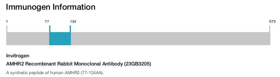 AMHR2 Recombinant Rabbit Monoclonal Antibody (23GB3205)