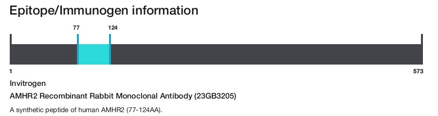 AMHR2 Recombinant Rabbit Monoclonal Antibody (23GB3205)