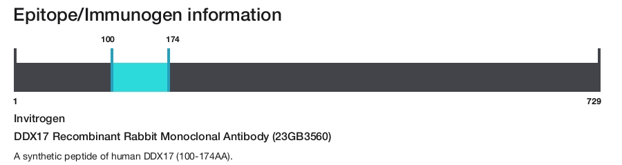 DDX17 Recombinant Rabbit Monoclonal Antibody (23GB3560)