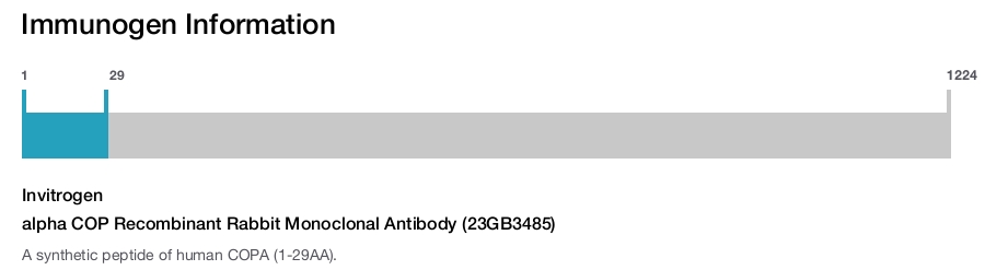 alpha COP Recombinant Rabbit Monoclonal Antibody (23GB3485)