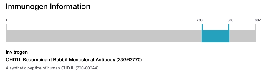 CHD1L Recombinant Rabbit Monoclonal Antibody (23GB3770)