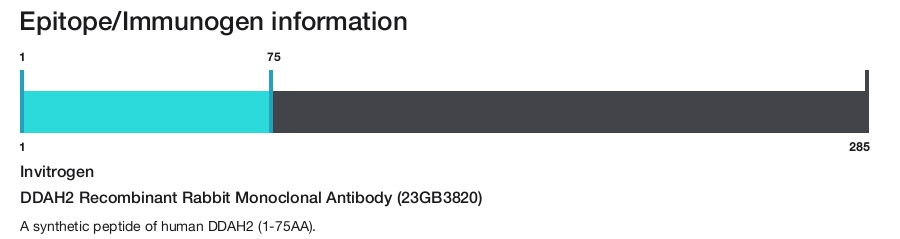 DDAH2 Recombinant Rabbit Monoclonal Antibody (23GB3820)