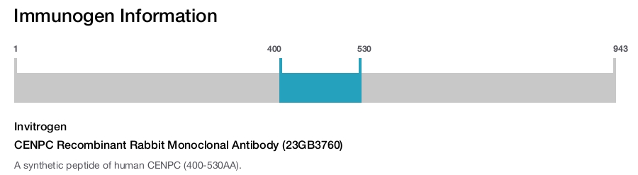 CENPC Recombinant Rabbit Monoclonal Antibody (23GB3760)