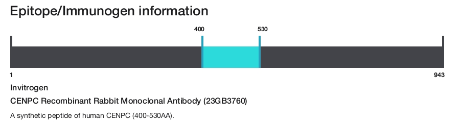 CENPC Recombinant Rabbit Monoclonal Antibody (23GB3760)