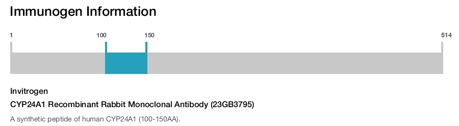 CYP24A1 Recombinant Rabbit Monoclonal Antibody (23GB3795)