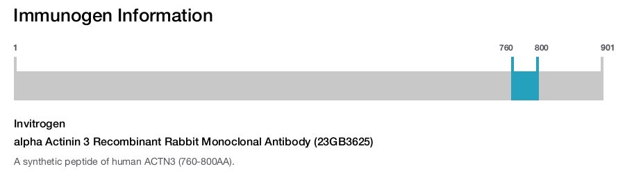 alpha Actinin 3 Recombinant Rabbit Monoclonal Antibody (23GB3625)
