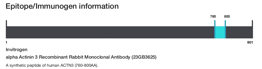alpha Actinin 3 Recombinant Rabbit Monoclonal Antibody (23GB3625)