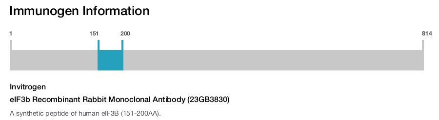 eIF3b Recombinant Rabbit Monoclonal Antibody (23GB3830)