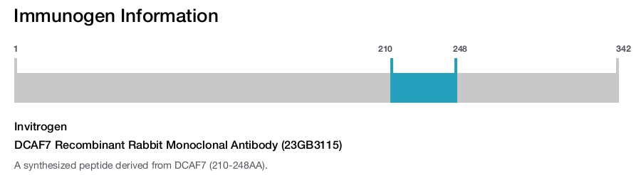 DCAF7 Recombinant Rabbit Monoclonal Antibody (23GB3115)