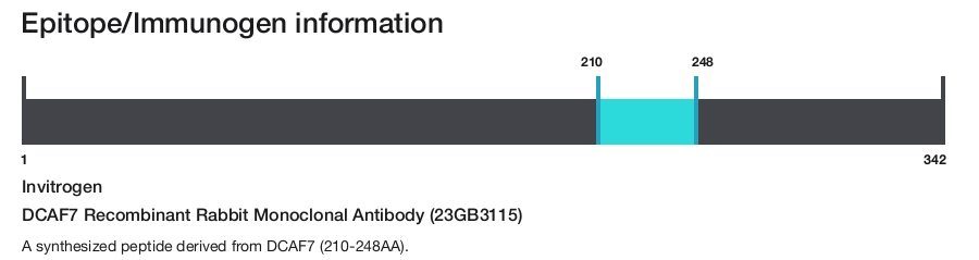 DCAF7 Recombinant Rabbit Monoclonal Antibody (23GB3115)