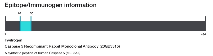 Caspase 5 Recombinant Rabbit Monoclonal Antibody (23GB3315)