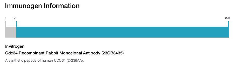 Cdc34 Recombinant Rabbit Monoclonal Antibody (23GB3435)