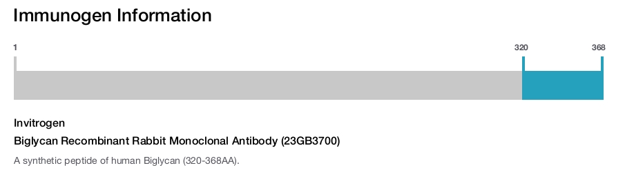 Biglycan Recombinant Rabbit Monoclonal Antibody (23GB3700)