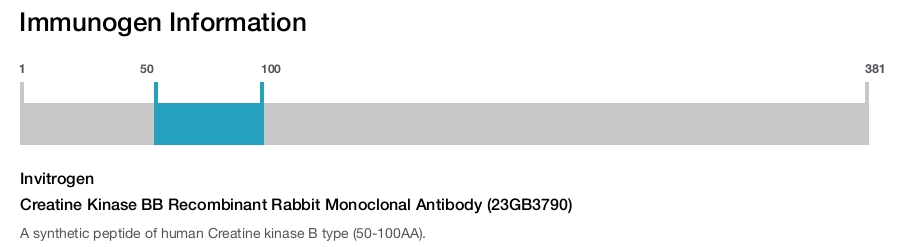 Creatine Kinase BB Recombinant Rabbit Monoclonal Antibody (23GB3790)